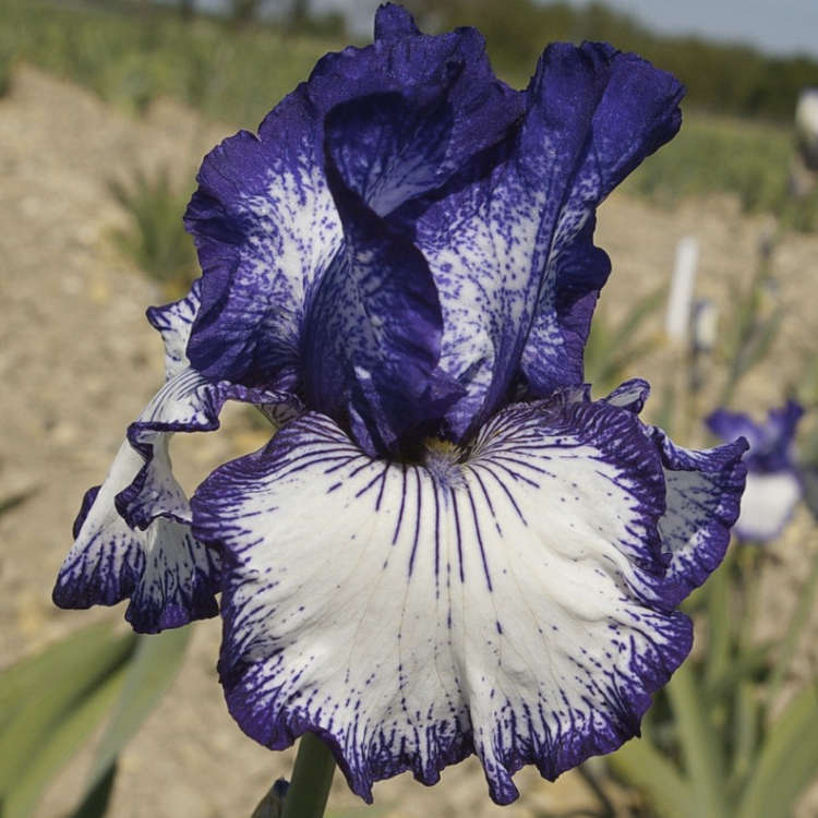 Iris Blancs produits en France - Iris de la Garenne
