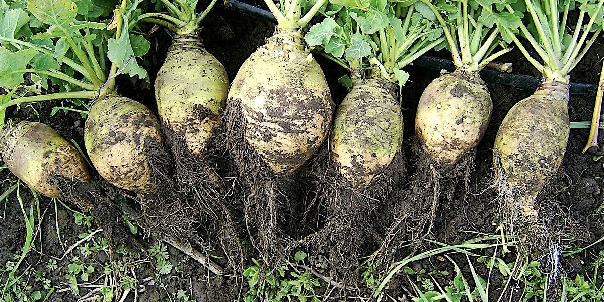 Top 10 des légumes oubliés à cultiver au potager