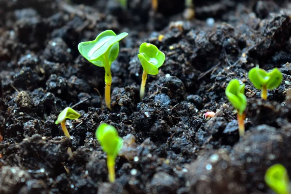 Que semer en avril au potager