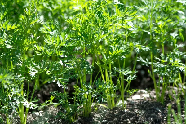 Que semer en mai au potager