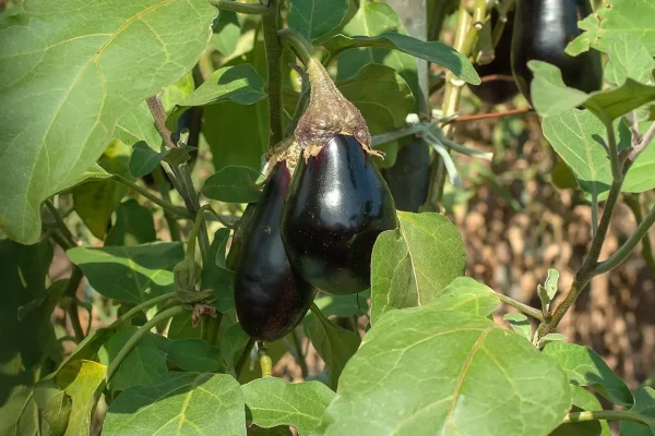 Que planter en juin au potager