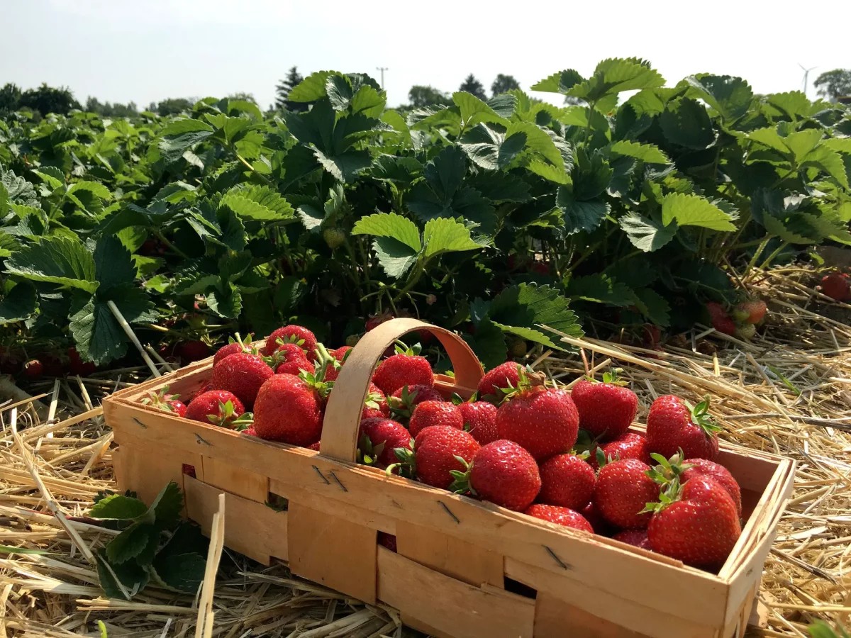 Que récolter en juin au potager