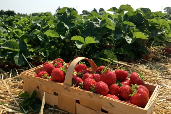 Que récolter en juin au potager