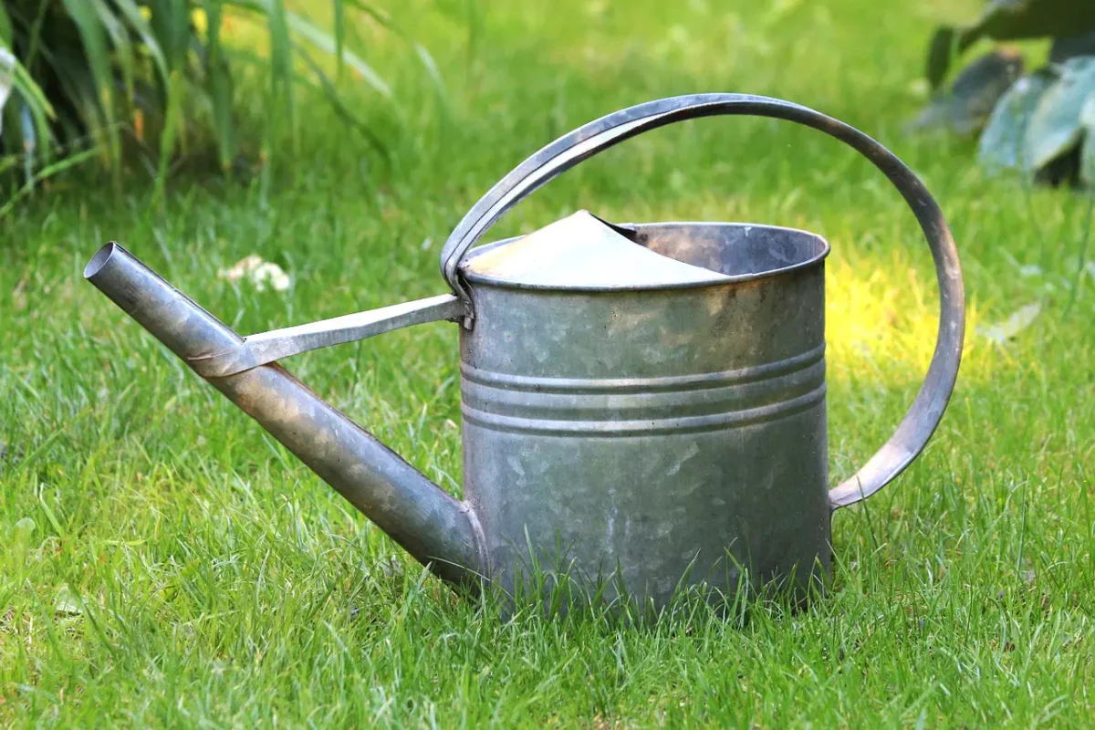 Que faire en août au jardin