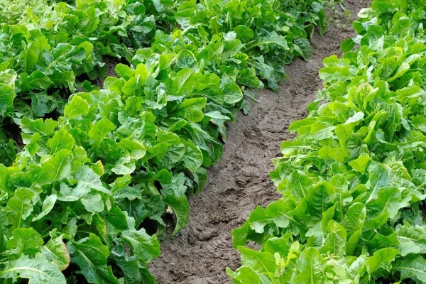 Que planter en août au potager