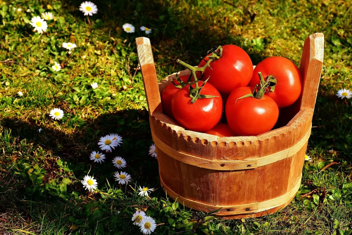 Que récolter en juillet au potager