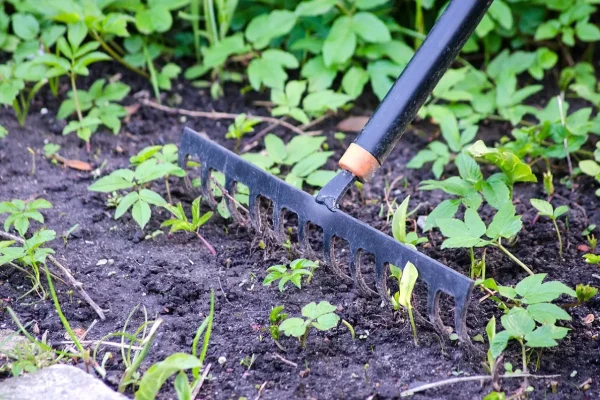 Que faire en novembre au jardin