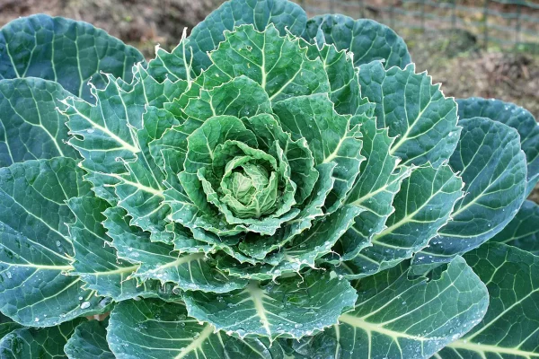 Que récolter en décembre au potager