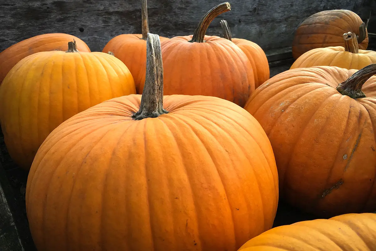 Que récolter en octobre au potager