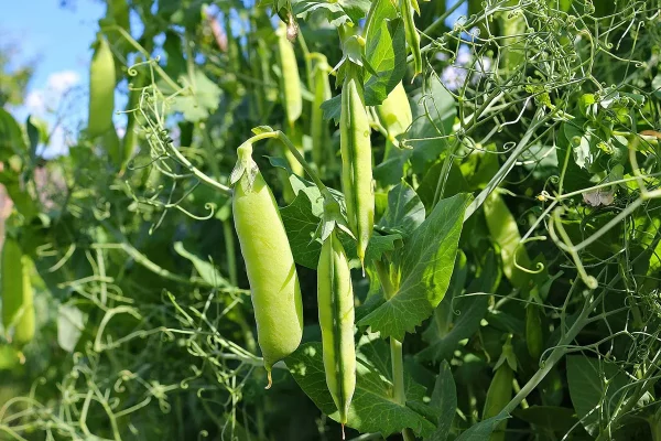 Que semer en décembre au potager