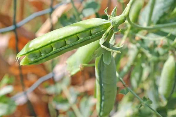 Que semer en octobre au potager