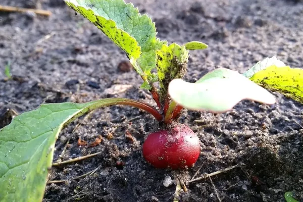 Que semer en septembre au potager