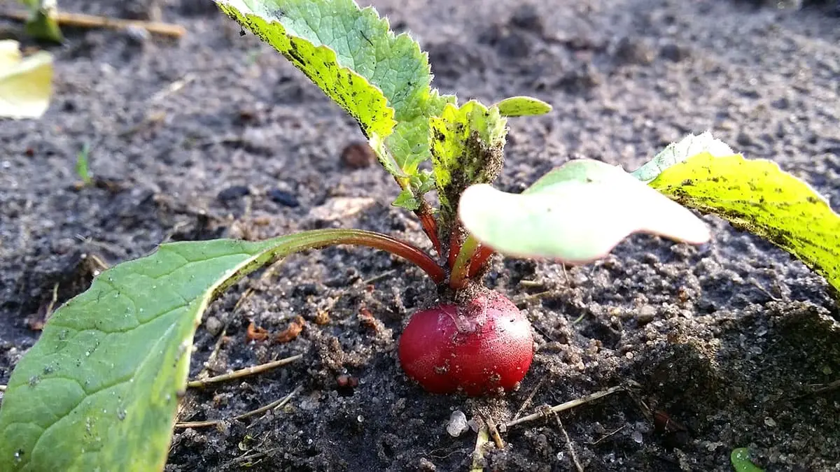 Que semer en septembre au potager