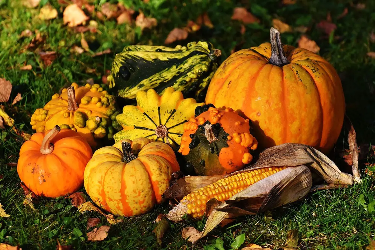 Que récolter en septembre au potager