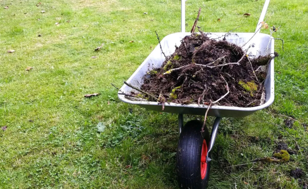 Que faire en février au jardin