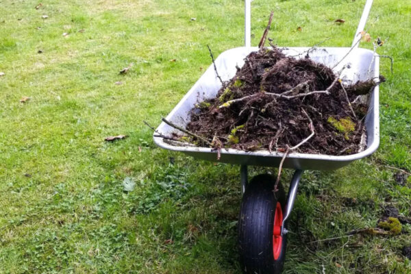 Que faire en février au jardin