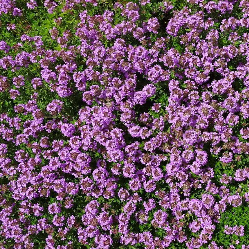 Les plantes de la pépinière Arom'antique