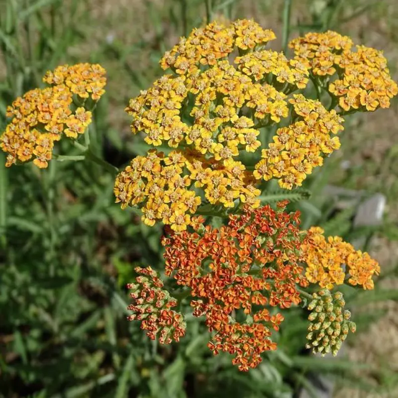 Les plantes de la pépinière Arom'antique