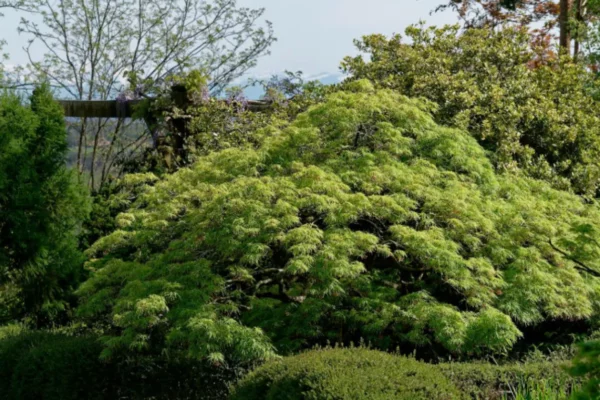 La Pépinière Botanique