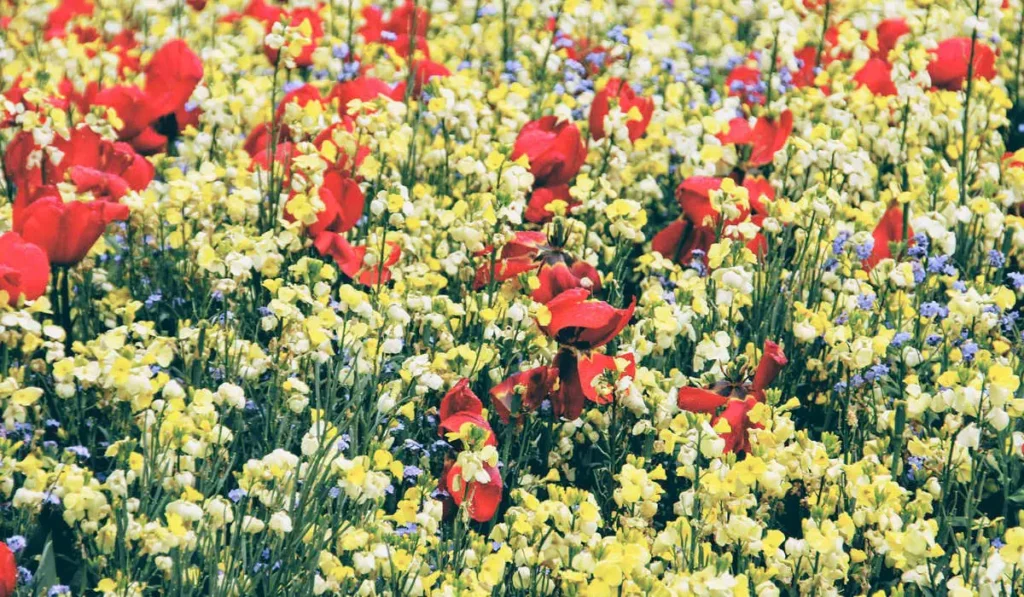 Prairie fleurie