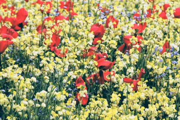 Prairie fleurie