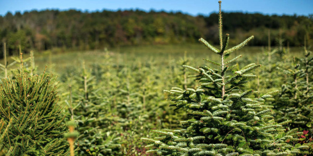 Producteur de sapins biologiques