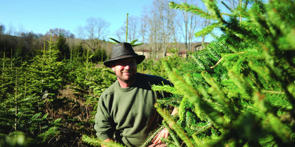 Producteur de sapins biologiques