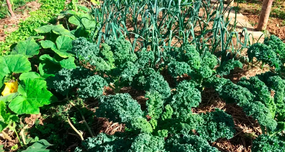 Que récolter en février au potager