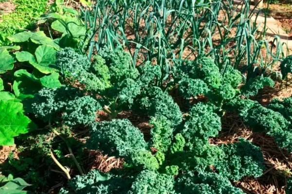 Que récolter en février au potager