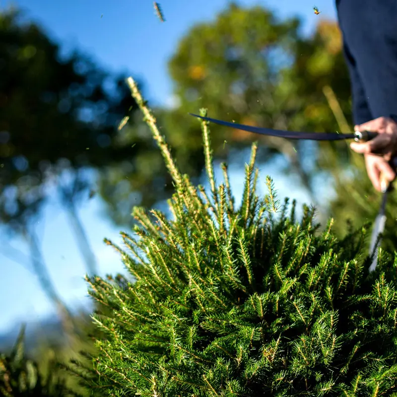 Taille des sapins bio