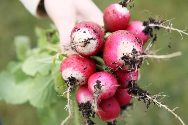 Que récolter en avril au potager