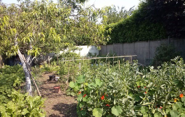 Gérard cultive un potager chez sa voisine