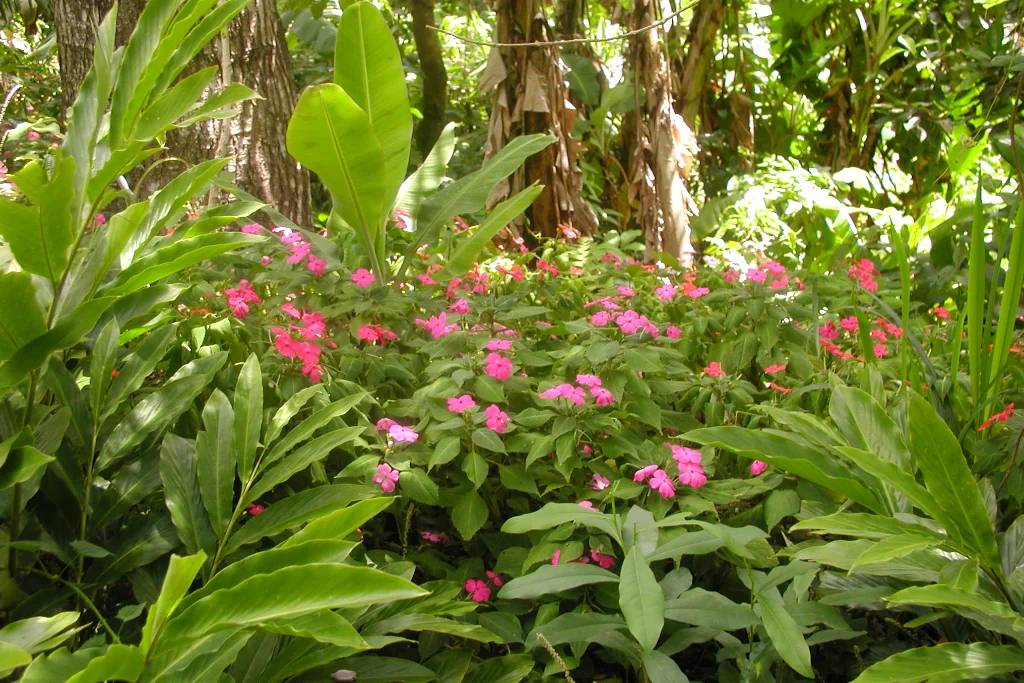 Proposition de cojardinage en Guadeloupe