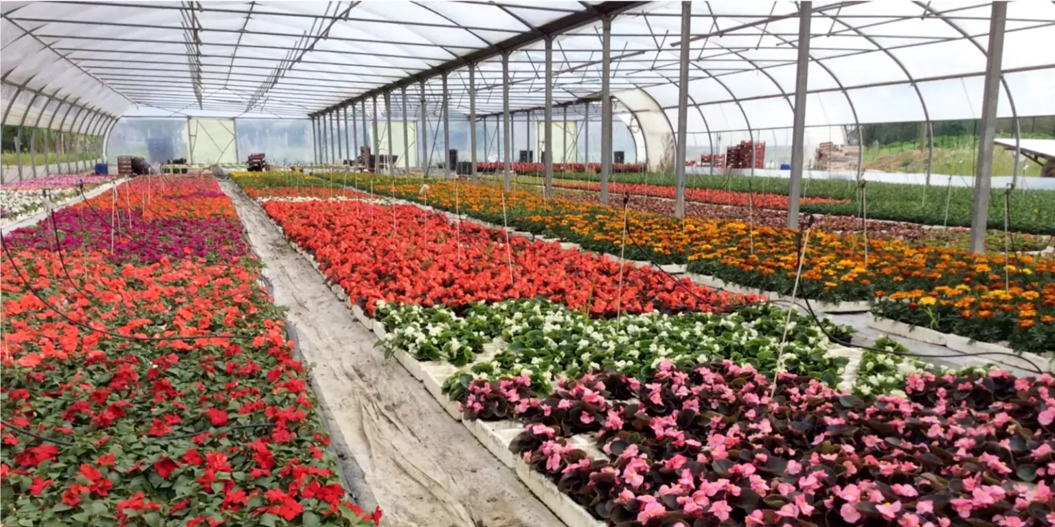 Horticulteurs producteurs Gaec Concato