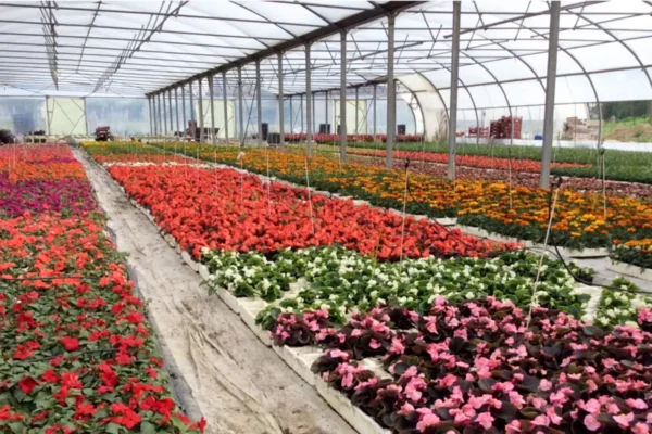 Horticulteurs producteurs Gaec Concato