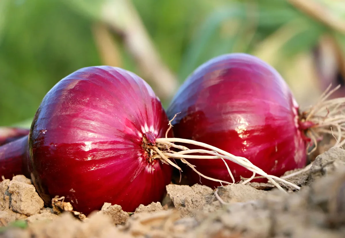 Que planter en février au potager