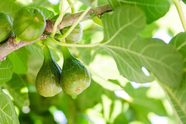 Que planter en novembre au potager