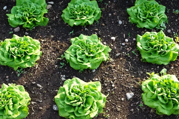 Que planter en septembre au potager