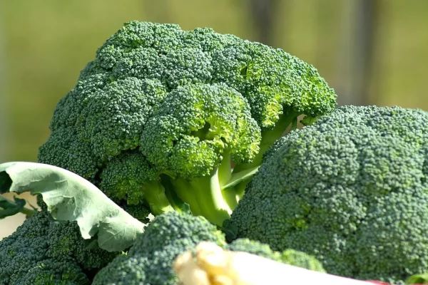 Que récolter en janvier au potager