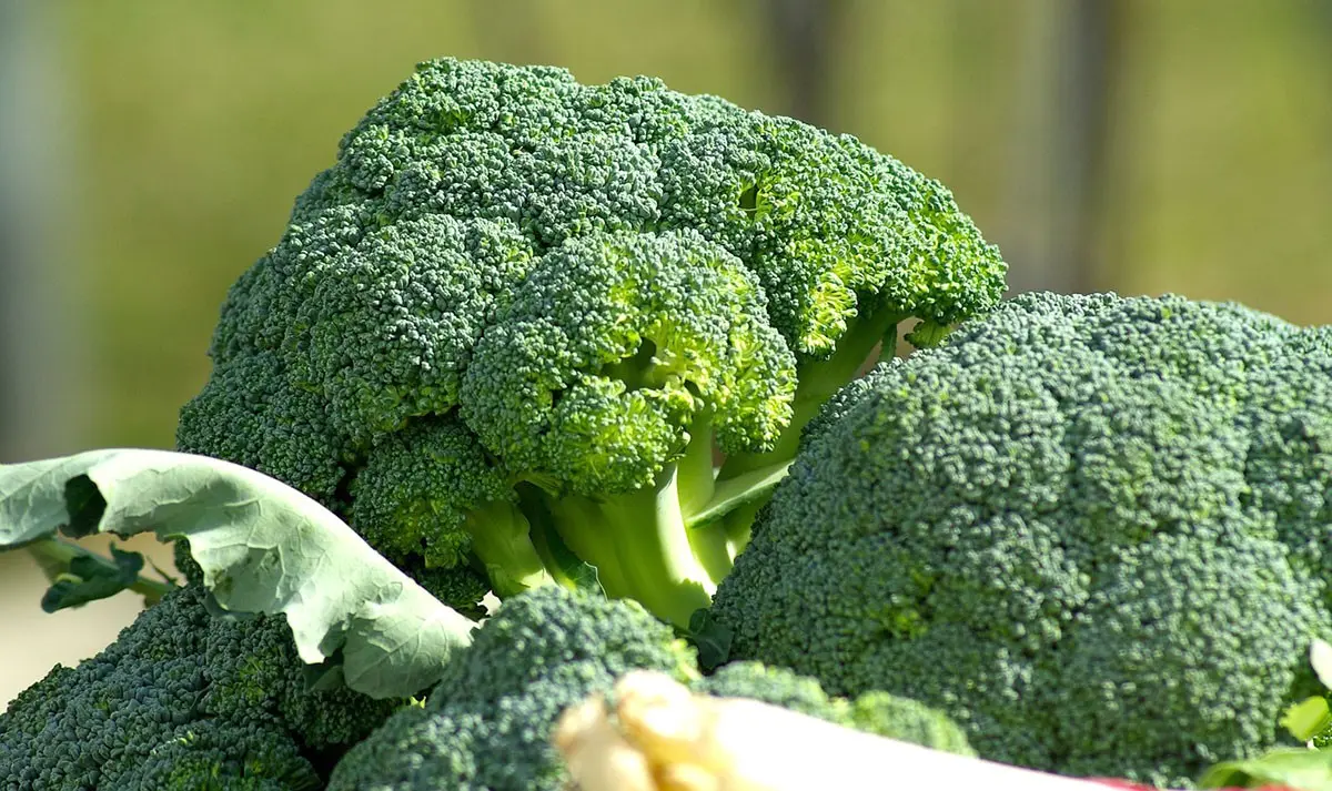 Que récolter en janvier au potager