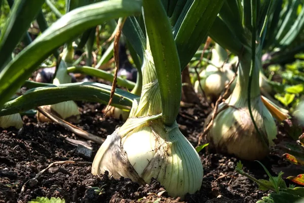 Que semer en janvier au potager