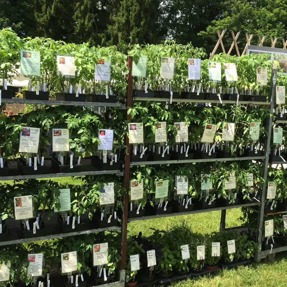 Plants de tomates des Jardins d'Ollivier