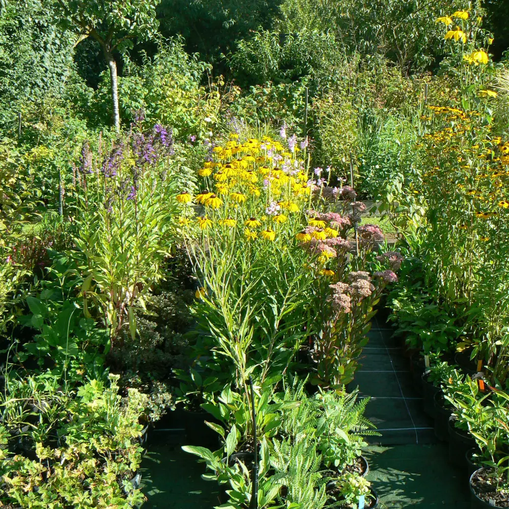 Vivaces bio des Jardins d'Ollivier