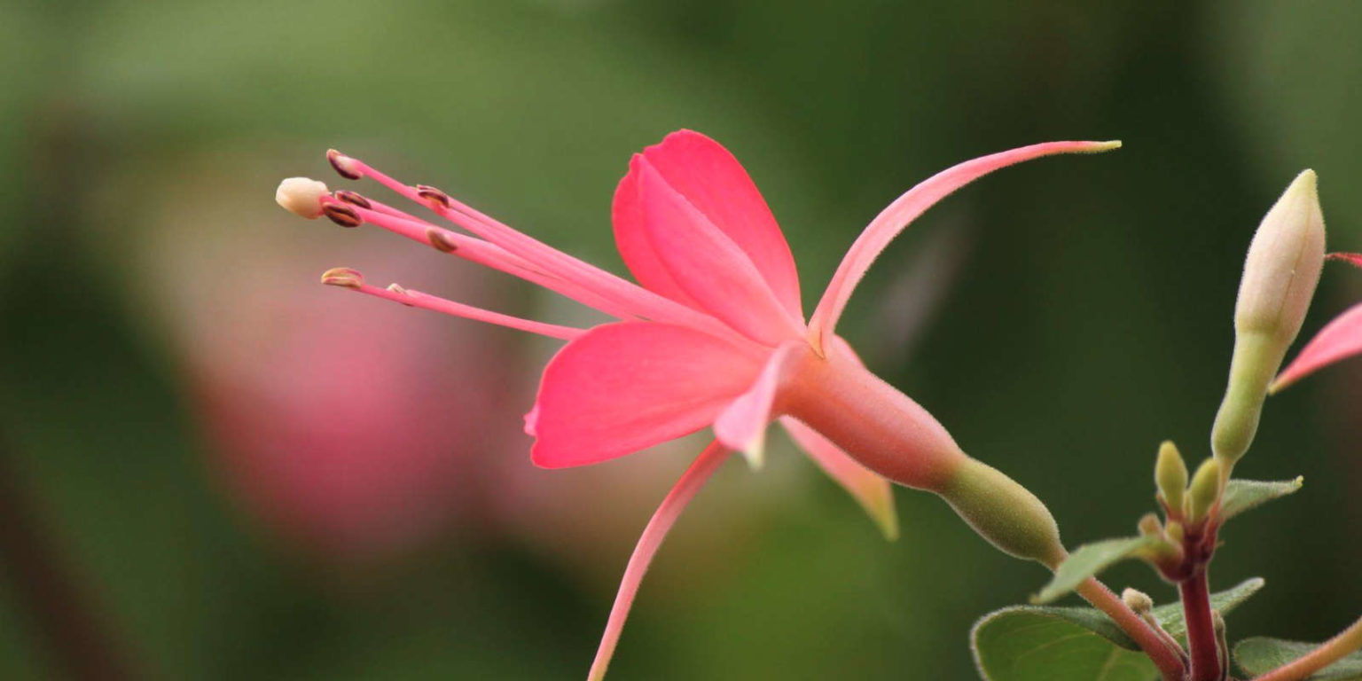 Fuschia Delhommeau