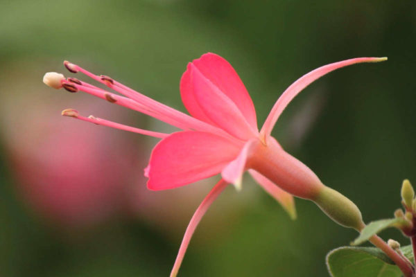 Fuschia Delhommeau