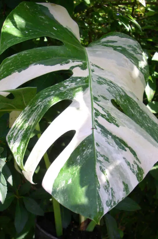 Philodendro Monstera