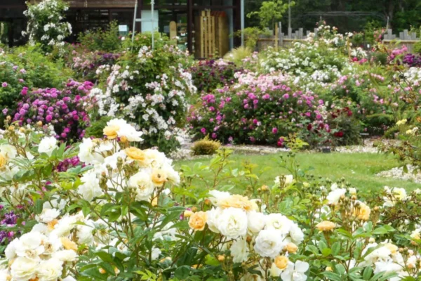 Roses anciennes d'André Eve