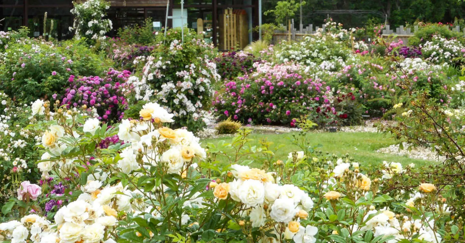 Roses anciennes d'André Eve