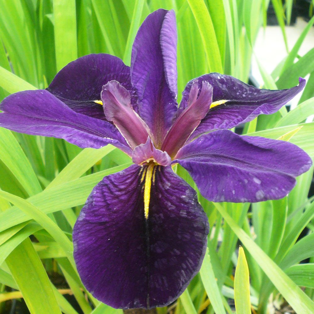 Iris Louisiana de Bourdillon Iris
