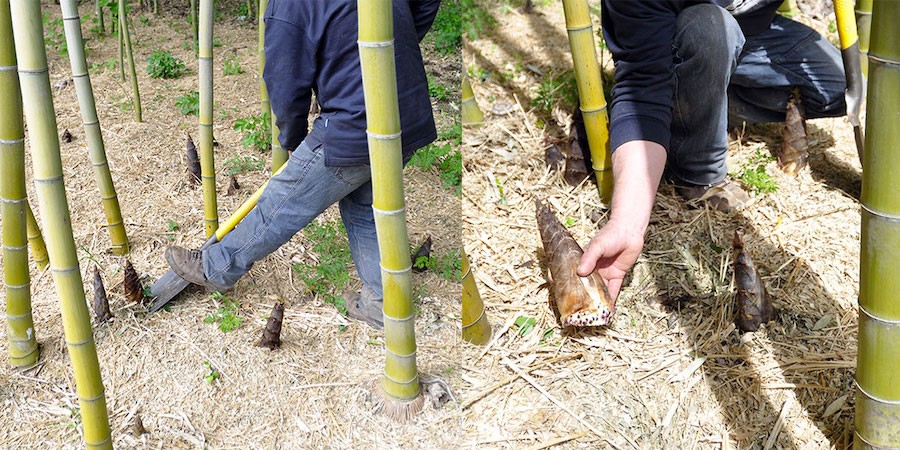 Saviez-vous que les pousses de bambou se mangent ? - Blog jardin